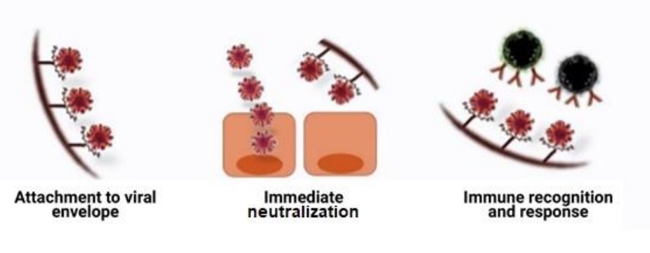 %title% - Cinnovir inhibits viral activity